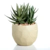 Kirkland's Home Aloe Succulent Arrangement In Natural Pot- Arrangements & Greenery
