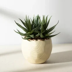 Kirkland's Home Aloe Succulent Arrangement In Natural Pot- Arrangements & Greenery