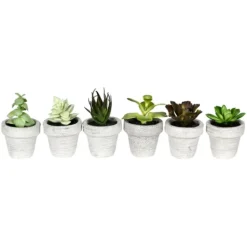 Kirkland's Home Assorted Potted Succulent Arrangements, Set Of 6- Arrangements & Greenery