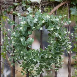 Kirkland's Home Australian Eucalpyptus Wreath- Wreaths