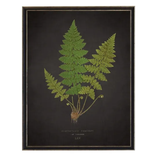 Kirkland's Home Black Fern Vi Framed Art Print- Framed Art