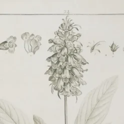 Kirkland's Home Black White Vintage Botanical Framed Art, Set Of 2- Framed Art