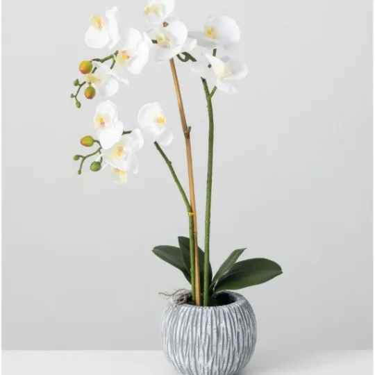 Kirkland's Home Blooming White Orchid Potted Floral Arrangement- Arrangements & Greenery