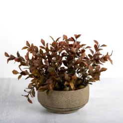 Kirkland's Home Boxwood Arrangement In Ceramic Pot- Arrangements & Greenery