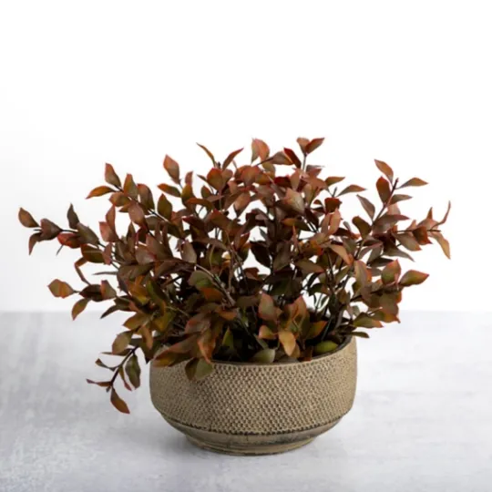 Kirkland's Home Boxwood Arrangement In Ceramic Pot- Arrangements & Greenery