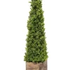 Kirkland's Home Boxwood Obelisk In Wood Planter, 36 In.- Trees & Topiaries