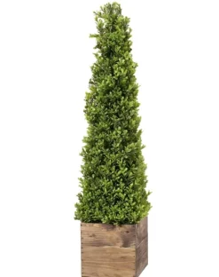 Kirkland's Home Boxwood Obelisk In Wood Planter, 36 In.- Trees & Topiaries