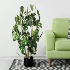 Kirkland's Home Climbing Split Leaf Philodendron Plant- Trees & Topiaries