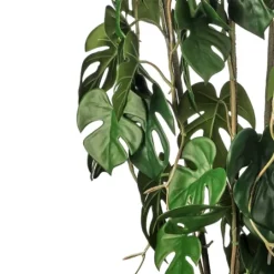 Kirkland's Home Climbing Split Leaf Philodendron Plant- Trees & Topiaries