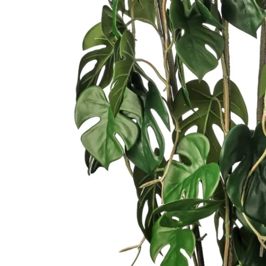 Kirkland's Home Climbing Split Leaf Philodendron Plant- Trees & Topiaries