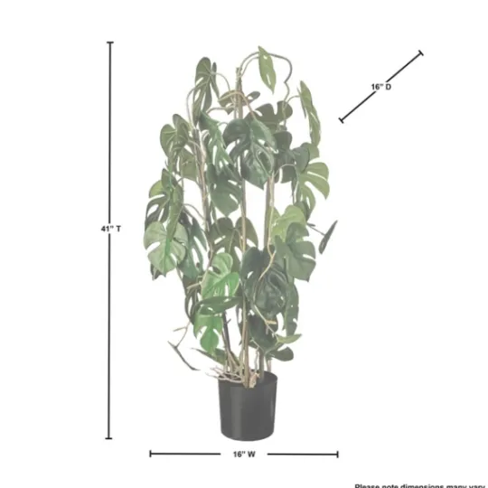 Kirkland's Home Climbing Split Leaf Philodendron Plant- Trees & Topiaries