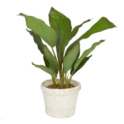 Kirkland's Home Coastal Foliage In Woven Bamboo Planter- Arrangements & Greenery