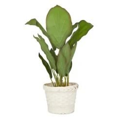 Kirkland's Home Coastal Foliage In Woven Bamboo Planter- Arrangements & Greenery