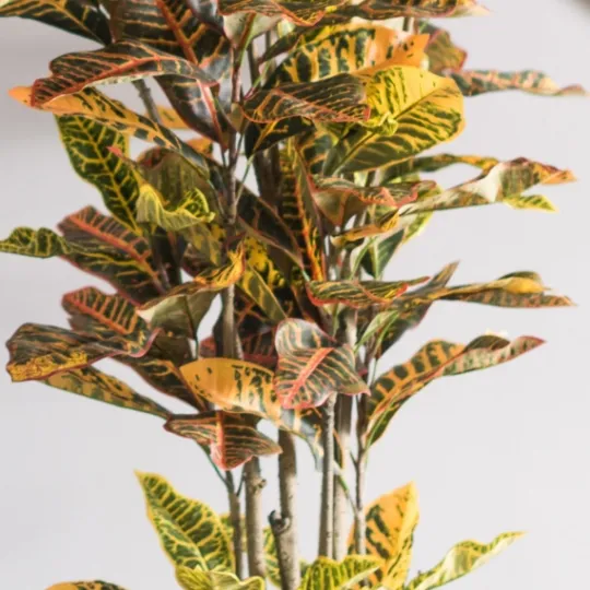Kirkland's Home Colorful Croton Tree In Black Planter, 6 Ft.- Trees & Topiaries