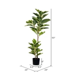Kirkland's Home Dieffenbachia Tree In Black Planter- Trees & Topiaries