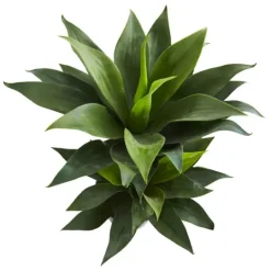 Kirkland's Home Double Agave Succulent, 29 In.- Trees & Topiaries