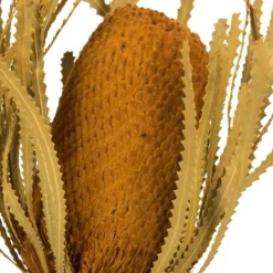 Kirkland's Home Dried And Dyed Jumbo Banksia Stems, Set Of 3- Stems & Bouquets