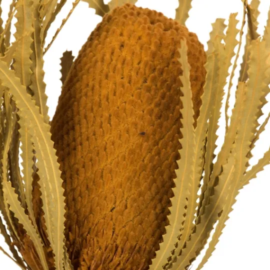 Kirkland's Home Dried And Dyed Jumbo Banksia Stems, Set Of 3- Stems & Bouquets