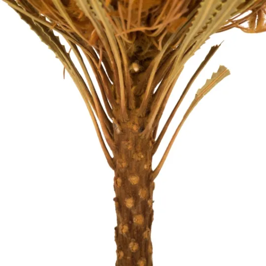 Kirkland's Home Dried And Dyed Jumbo Banksia Stems, Set Of 3- Stems & Bouquets