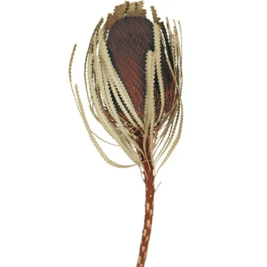 Kirkland's Home Dried Jumbo Banksia Stems, Set Of 3- Stems & Bouquets