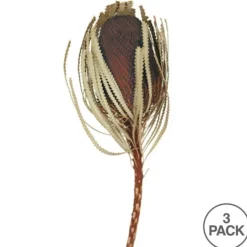 Kirkland's Home Dried Jumbo Banksia Stems, Set Of 3- Stems & Bouquets