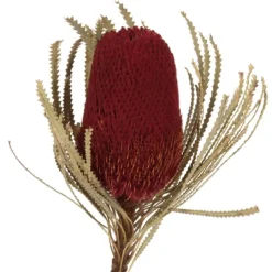 Kirkland's Home Dried Jumbo Banksia Stems, Set Of 3- Stems & Bouquets