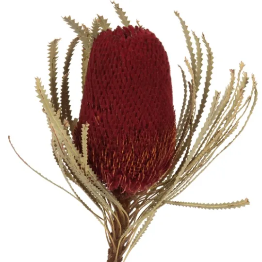 Kirkland's Home Dried Jumbo Banksia Stems, Set Of 3- Stems & Bouquets