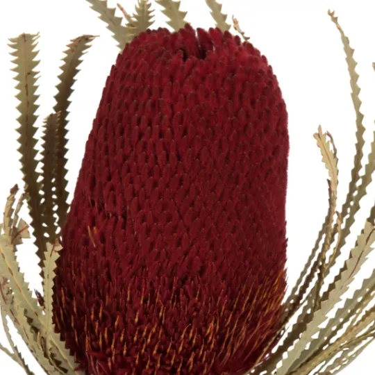 Kirkland's Home Dried Jumbo Banksia Stems, Set Of 3- Stems & Bouquets