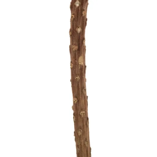 Kirkland's Home Dried Jumbo Banksia Stems, Set Of 3- Stems & Bouquets