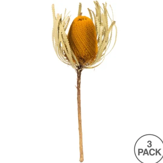 Kirkland's Home Dried Jumbo Banksia Stems, Set Of 3- Stems & Bouquets