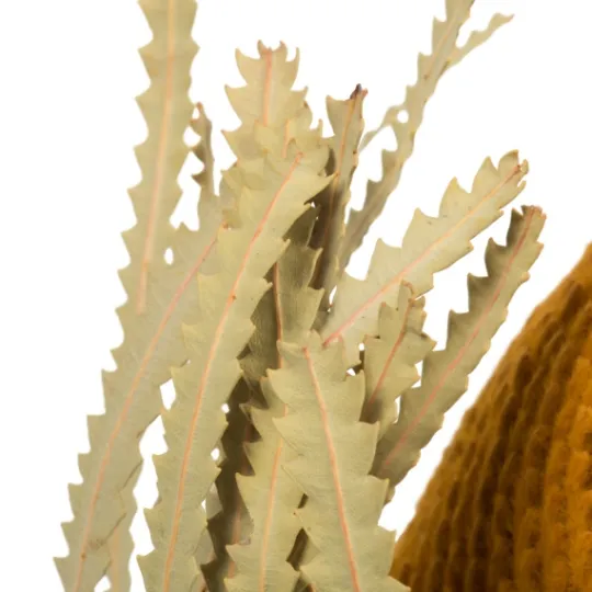 Kirkland's Home Dried Jumbo Banksia Stems, Set Of 3- Stems & Bouquets