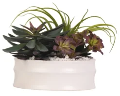 Kirkland's Home Echeveria Mix In Modern White Bowl- Arrangements & Greenery