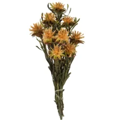 Kirkland's Home En Preserved Plumosum Flower Bundle- Stems & Bouquets
