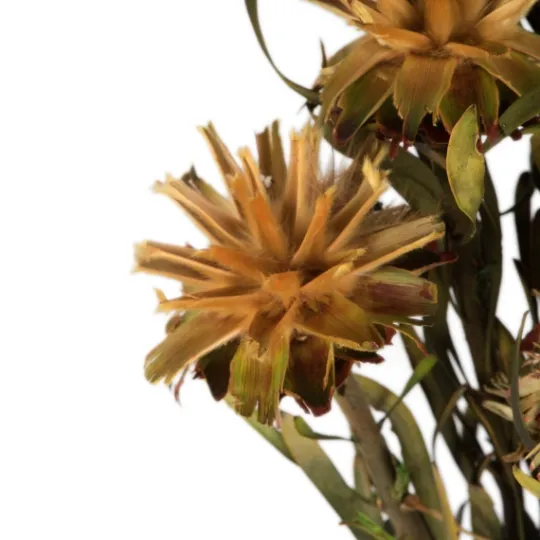 Kirkland's Home En Preserved Plumosum Flower Bundle- Stems & Bouquets