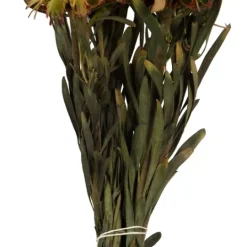 Kirkland's Home En Preserved Plumosum Flower Bundle- Stems & Bouquets