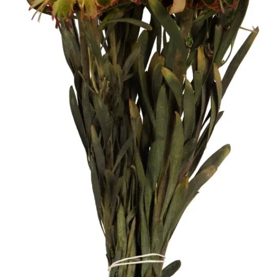 Kirkland's Home En Preserved Plumosum Flower Bundle- Stems & Bouquets