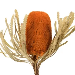 Kirkland's Home Fall Dried Jumbo Banksia Stems, Set Of 3- Stems & Bouquets