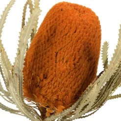 Kirkland's Home Fall Dried Jumbo Banksia Stems, Set Of 3- Stems & Bouquets