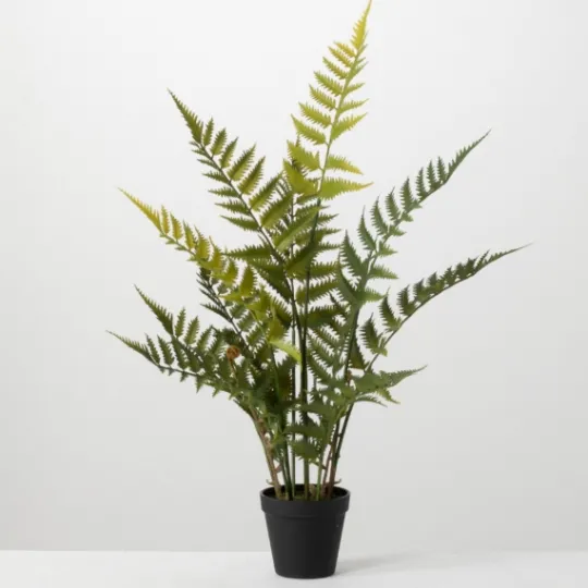 Kirkland's Home Feathered Fern In Black Nursery Planter- Trees & Topiaries