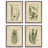 Kirkland's Home Fern Illustrations Framed Art Prints, Set Of 4- Framed Art