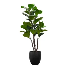 Kirkland's Home Fiddle Leaf Fig Tree In Black Wood Pot- Trees & Topiaries