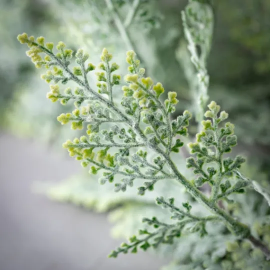 Kirkland's Home Frosted Draped Fern Stem- Stems & Bouquets