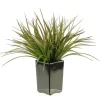 Kirkland's Home Grass Arrangement In Black Ceramic Planter- Arrangements & Greenery