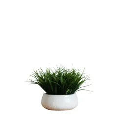 Kirkland's Home Grass Arrangement In White Ceramic Bowl- Arrangements & Greenery