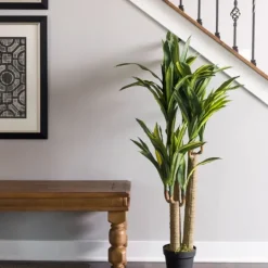 Kirkland's Home Green Dracaena Tree In Black Planter- Trees & Topiaries