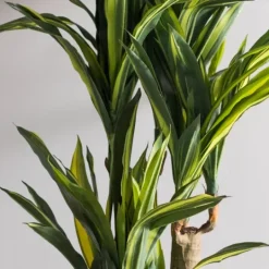 Kirkland's Home Green Dracaena Tree In Black Planter- Trees & Topiaries