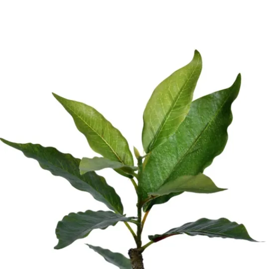 Kirkland's Home Green Nandina Tree In Black Planter- Trees & Topiaries
