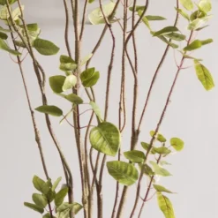 Kirkland's Home Green Potted Cotinus Coggygria Tree, 6 Ft.- Trees & Topiaries