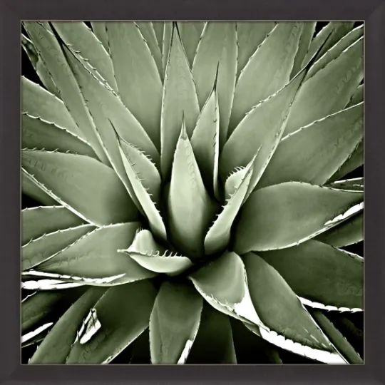 Kirkland's Home Green Succulent Iii Framed Canvas Art- Framed Art