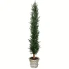 Kirkland's Home Large Cedar Tree In Mossy White Planter, 60 In.- Trees & Topiaries